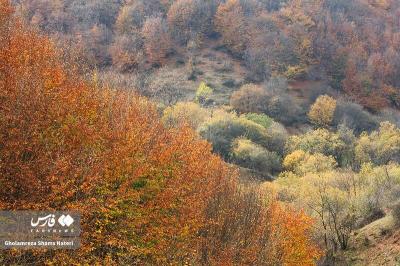 رنگ‌های پاییزی در کوهستان چالوس 