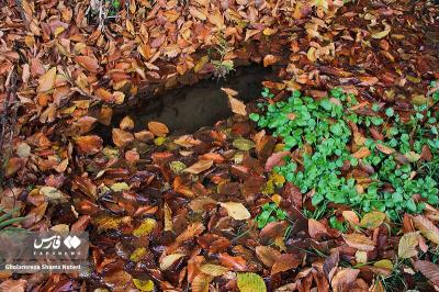 رنگ‌های پاییزی در کوهستان چالوس 