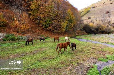 رنگ‌های پاییزی در کوهستان چالوس 