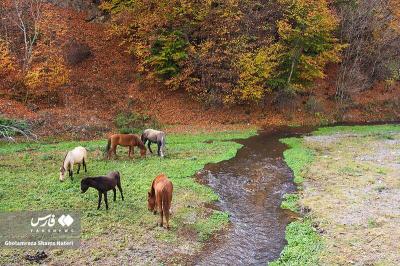 رنگ‌های پاییزی در کوهستان چالوس 