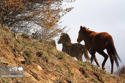 رنگ‌های پاییزی در کوهستان چالوس 