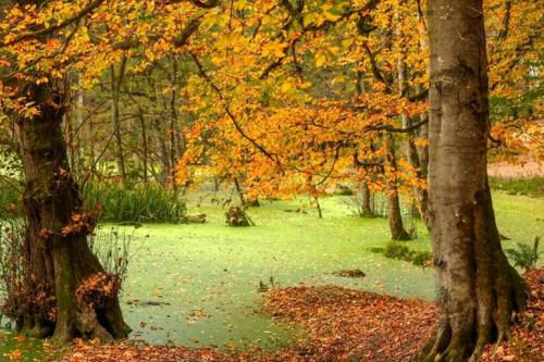 پاییز «مرداب دِریوک» کلاردشت /عکس