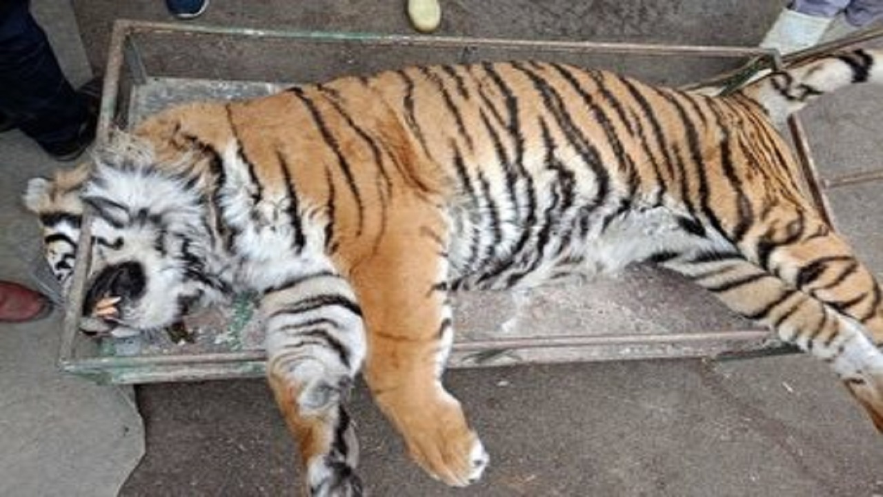 تلف شدن یکد قلاده ببر  الیمالات نور در مازندران 