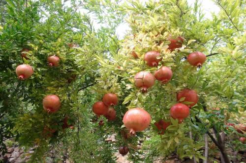 برداشت انار از باغ‌های کوهستانی پاوه /عکس