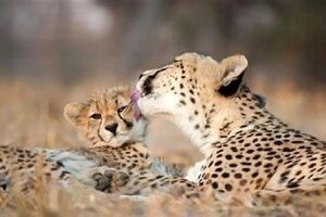  ثبت تصویری جدید از تلما؛ ماده‌یوز آسیایی در توران