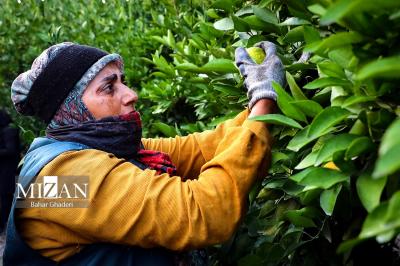 برداشت نارنگی ازباغات گرگان