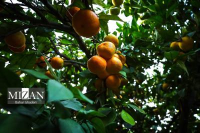برداشت نارنگی ازباغات گرگان