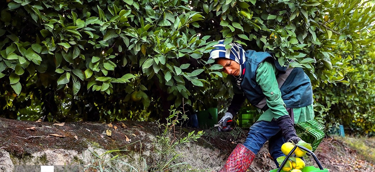 برداشت نارنگی ازباغات گرگان