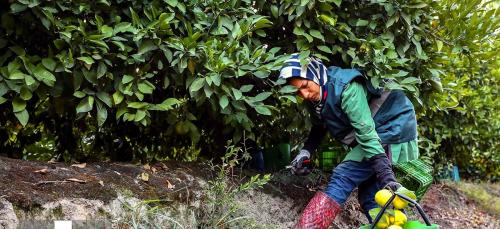 برداشت نارنگی ازباغات گرگان