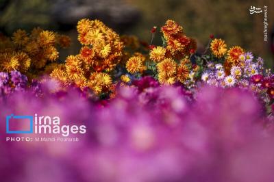 جشنواره گلهای داوودی