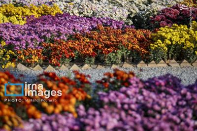 جشنواره گلهای داوودی