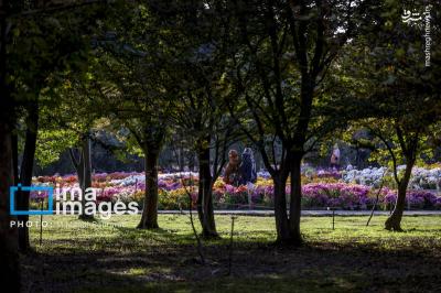 جشنواره گلهای داوودی