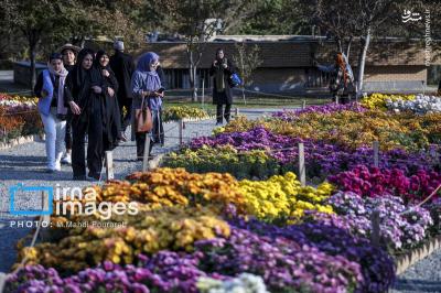 جشنواره گلهای داوودی