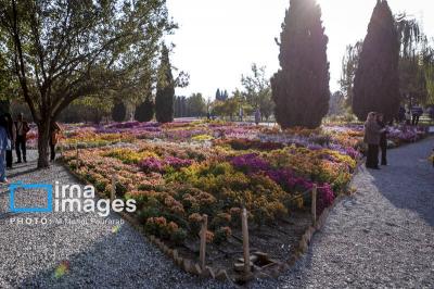 جشنواره گلهای داوودی