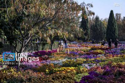 جشنواره گلهای داوودی