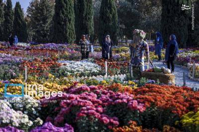 جشنواره گلهای داوودی