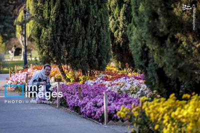 جشنواره گلهای داوودی