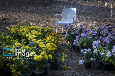 جشنواره گلهای داوودی