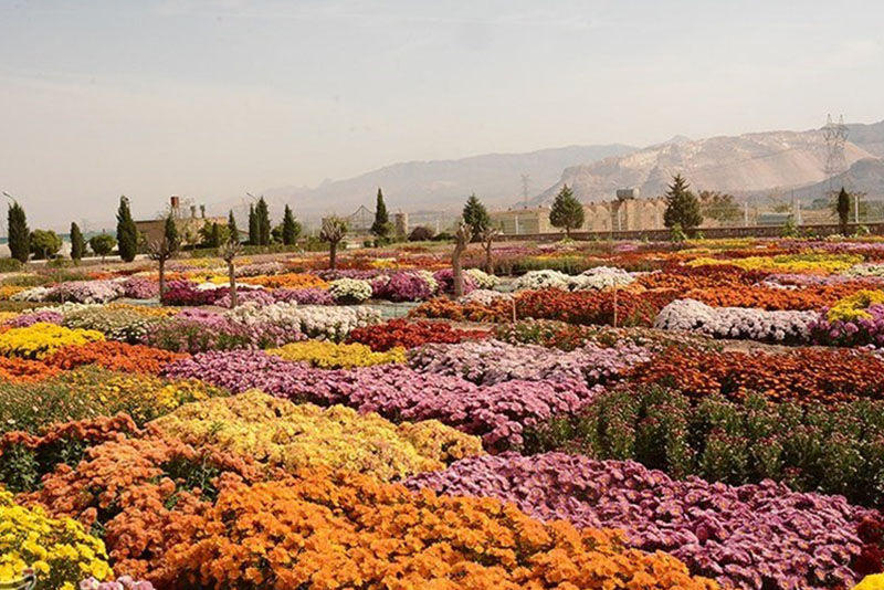 جشنواره گلهای داوودی