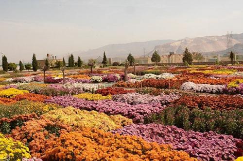 جشنواره گلهای داوودی