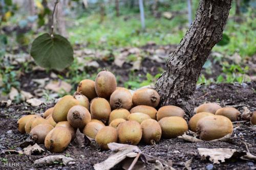 برداشت کیوی صادراتی در گیلان /عکس