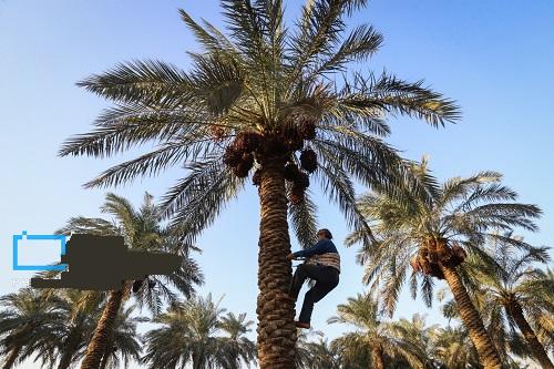 ایران بزرگترین صادرکننده خرما در جهان 