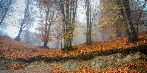 مقصدی برای تماشای زودترین پاییز شمال