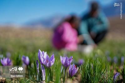 برداشت طلای سرخ درلرستان