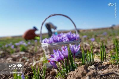 برداشت طلای سرخ درلرستان