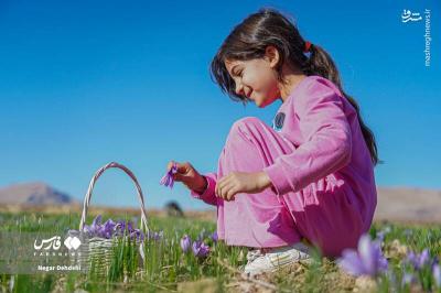 برداشت طلای سرخ درلرستان