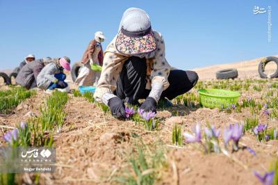 برداشت طلای سرخ درلرستان