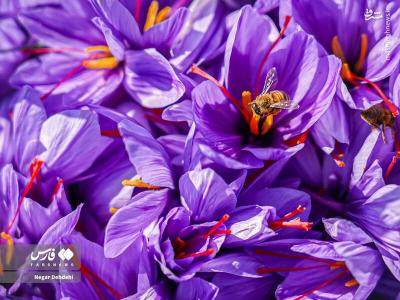 برداشت طلای سرخ درلرستان