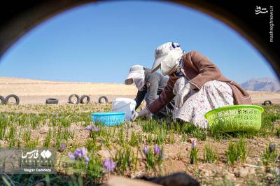 برداشت طلای سرخ درلرستان