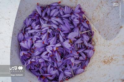 برداشت طلای سرخ درلرستان