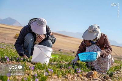 برداشت طلای سرخ درلرستان