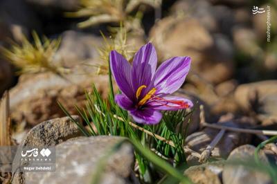 برداشت طلای سرخ درلرستان