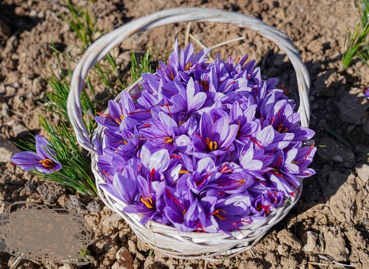 برداشت طلای سرخ درلرستان