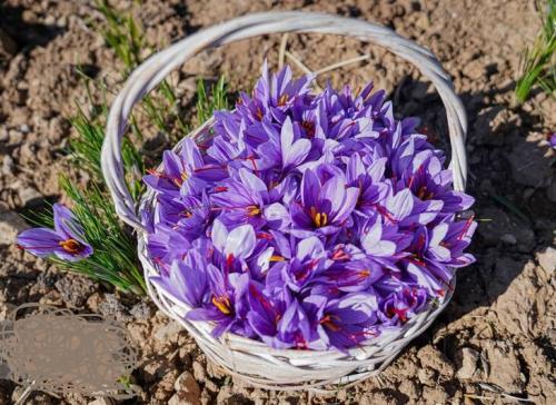 برداشت طلای سرخ درلرستان