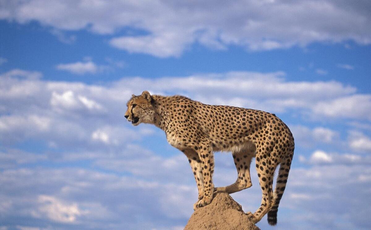  اُبهت پلنگ ایرانی در پارک ملی اسفراین / فیلم