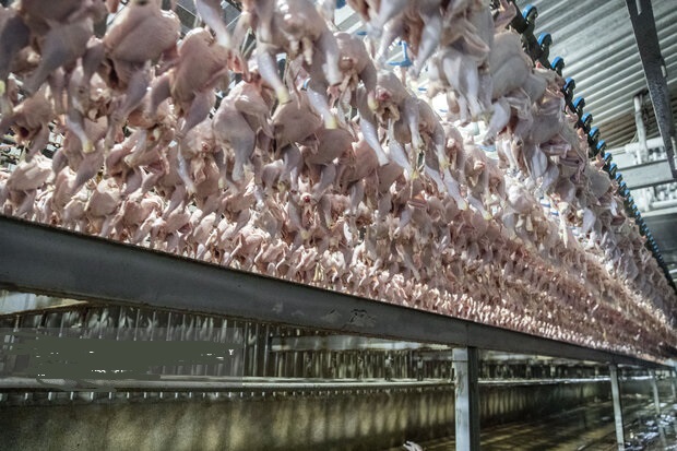 کاهشی شدن عرضه گوشت طیور در مهر ماه 