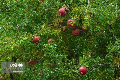 برداشت انارازباغ های پاوه