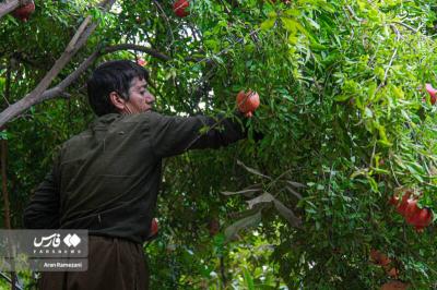 برداشت انارازباغ های پاوه