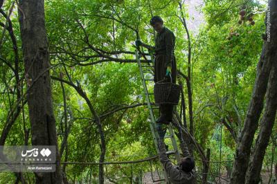 برداشت انارازباغ های پاوه