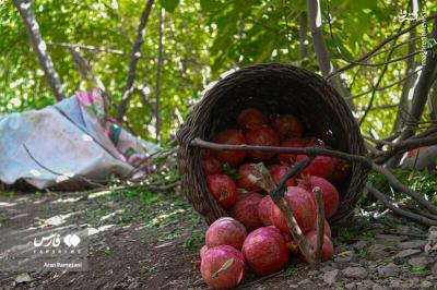 برداشت انارازباغ های پاوه