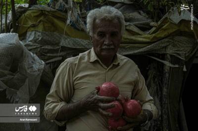 برداشت انارازباغ های پاوه