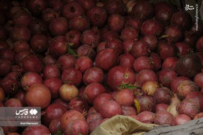 برداشت انارازباغ های پاوه