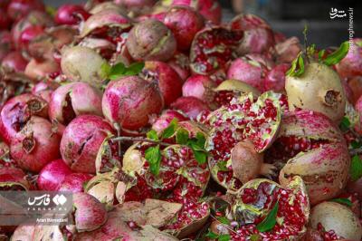 برداشت انارازباغ های پاوه