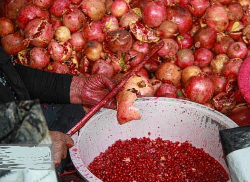 برداشت انارازباغ های پاوه