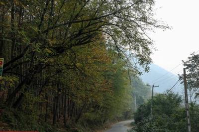 طبیعت رامسر