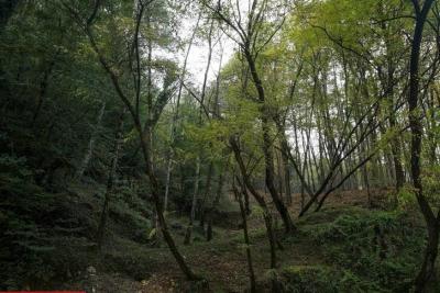 طبیعت رامسر